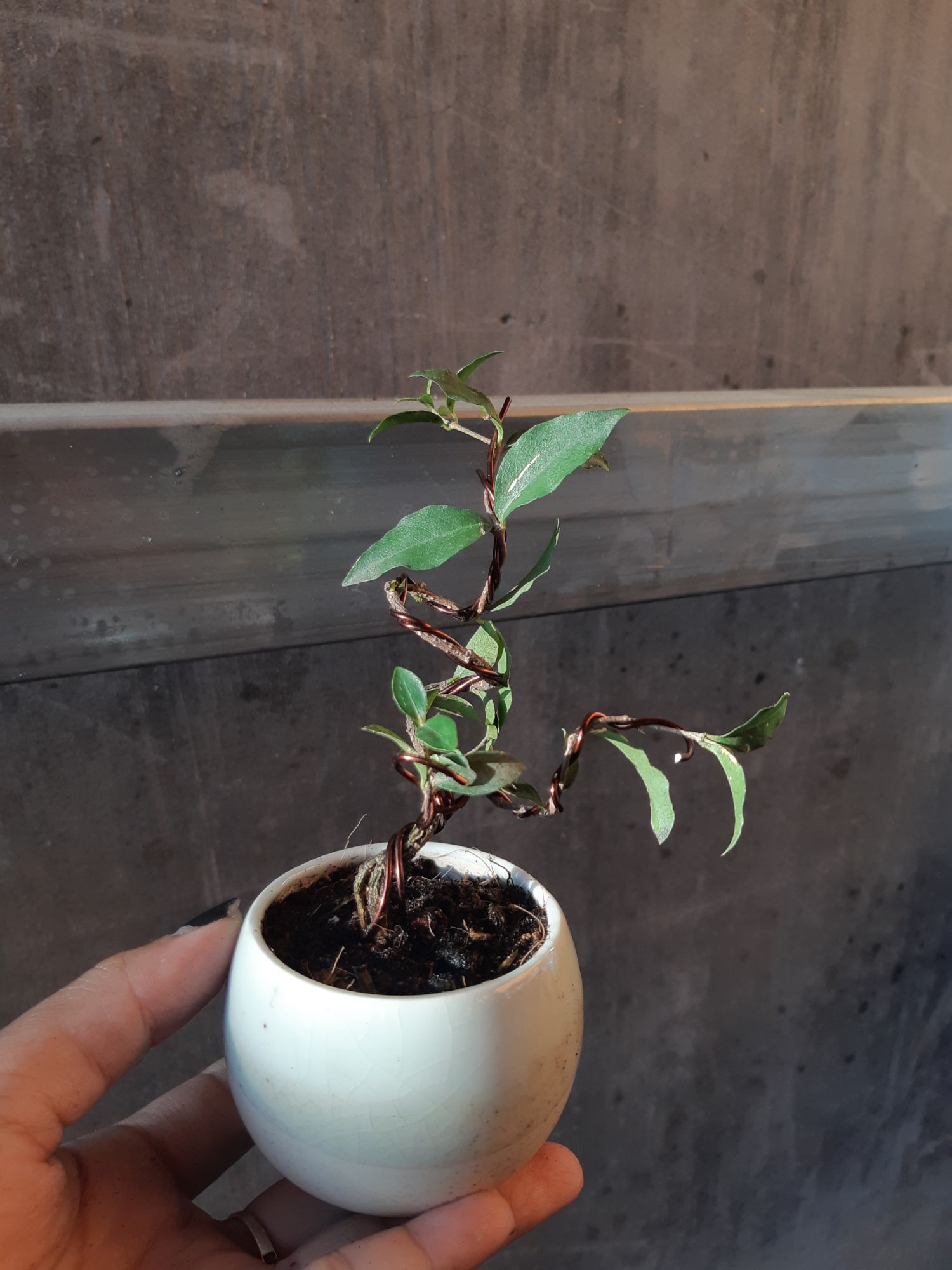 hồng ngọc mai bonsai siêu mini