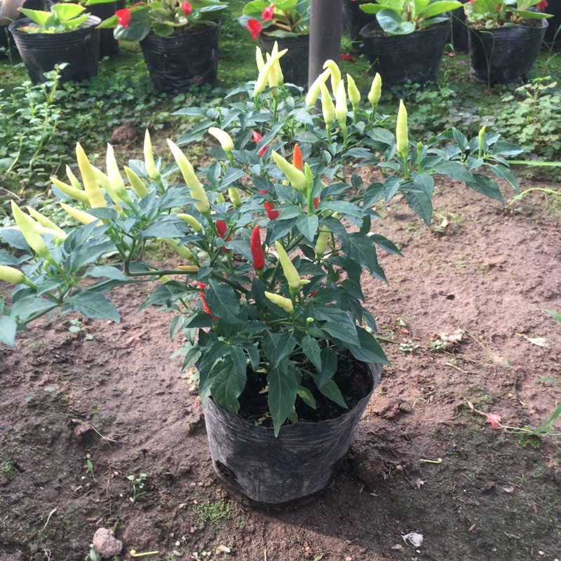 Cây ớt cảnh, ớt chỉ thiên