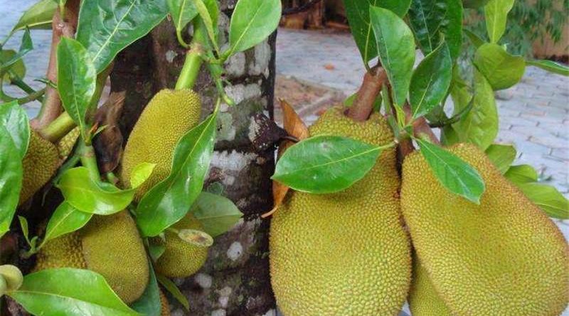 CÂY GIỐNG MÍT TỐ NỮ SIÊU SỚM