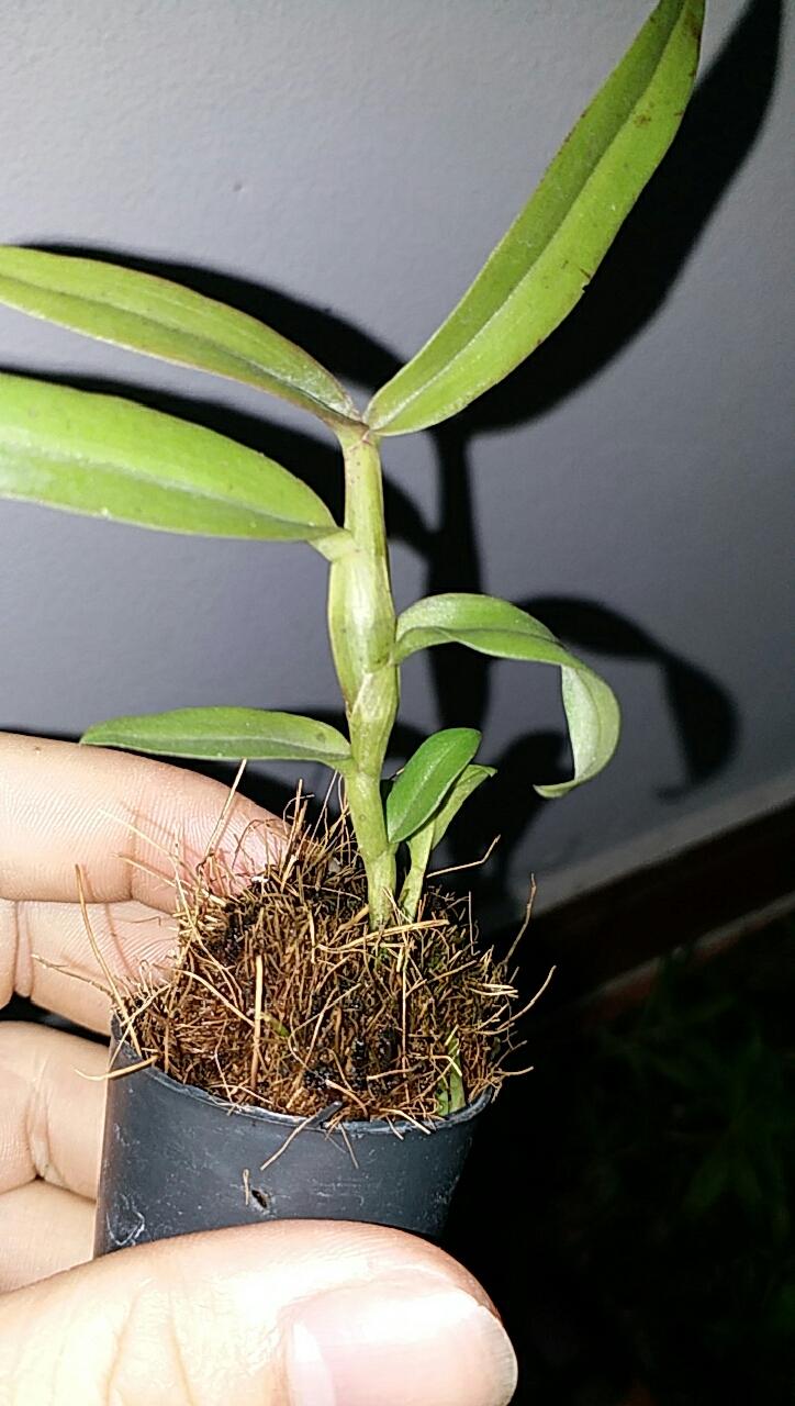 Phi điệp di linh tam bố hàng gieo hạt