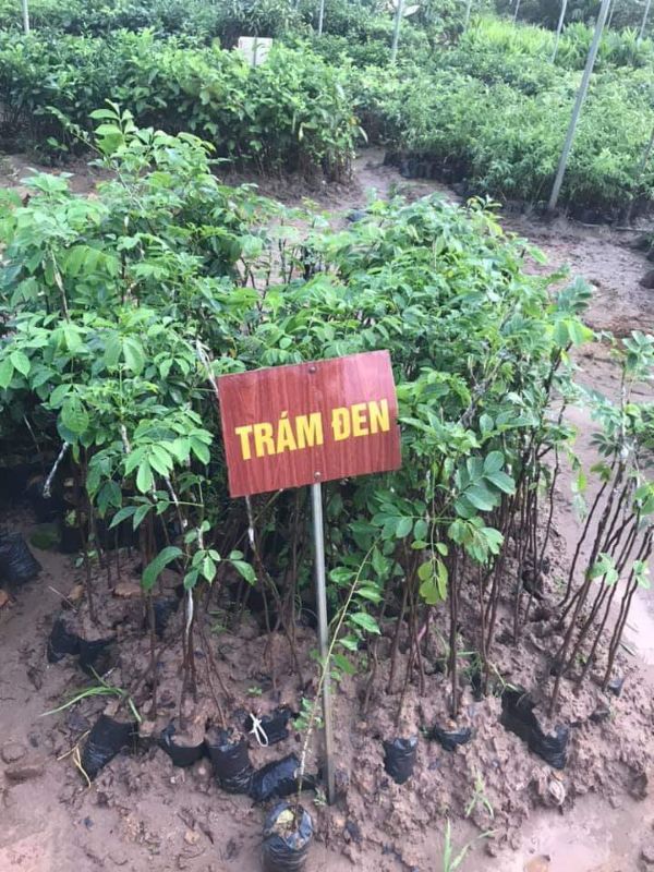 Cây giống trám đen