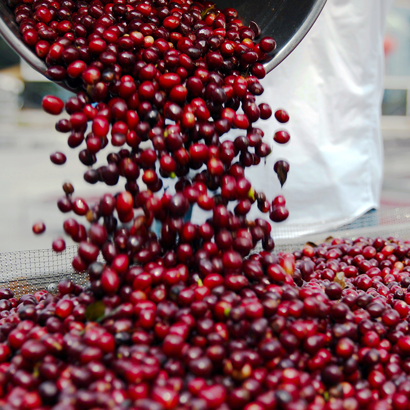 Cà phê ARABICA CẦU ĐẤT Rang Mộc Nguyên Chất S18