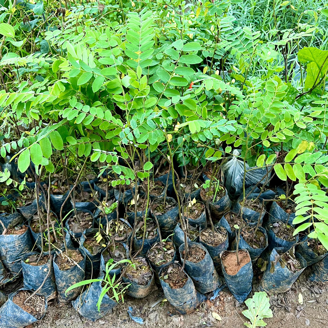 Cây Hoa Muồng Anh Đào giống ( ảnh thật)