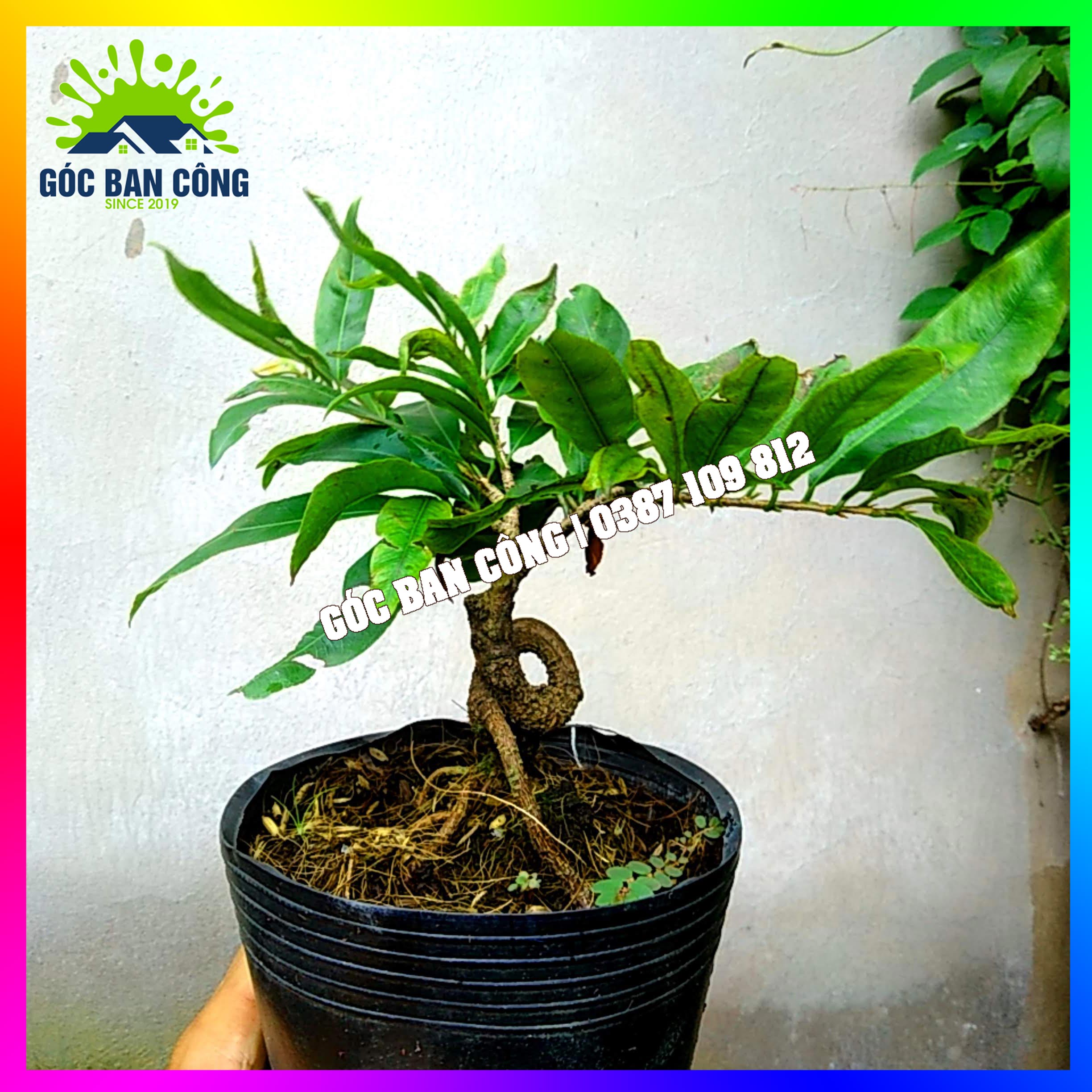Mai Vàng Đại Lộc Bonsai Mini