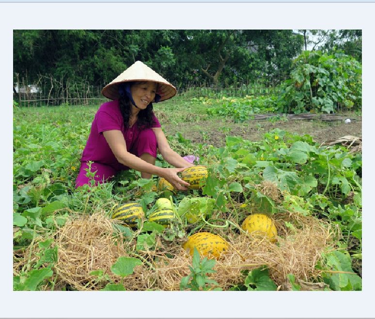Hạt Giống Dưa Bở Thơm Cao Sản - ( Gói 30 Hạt )