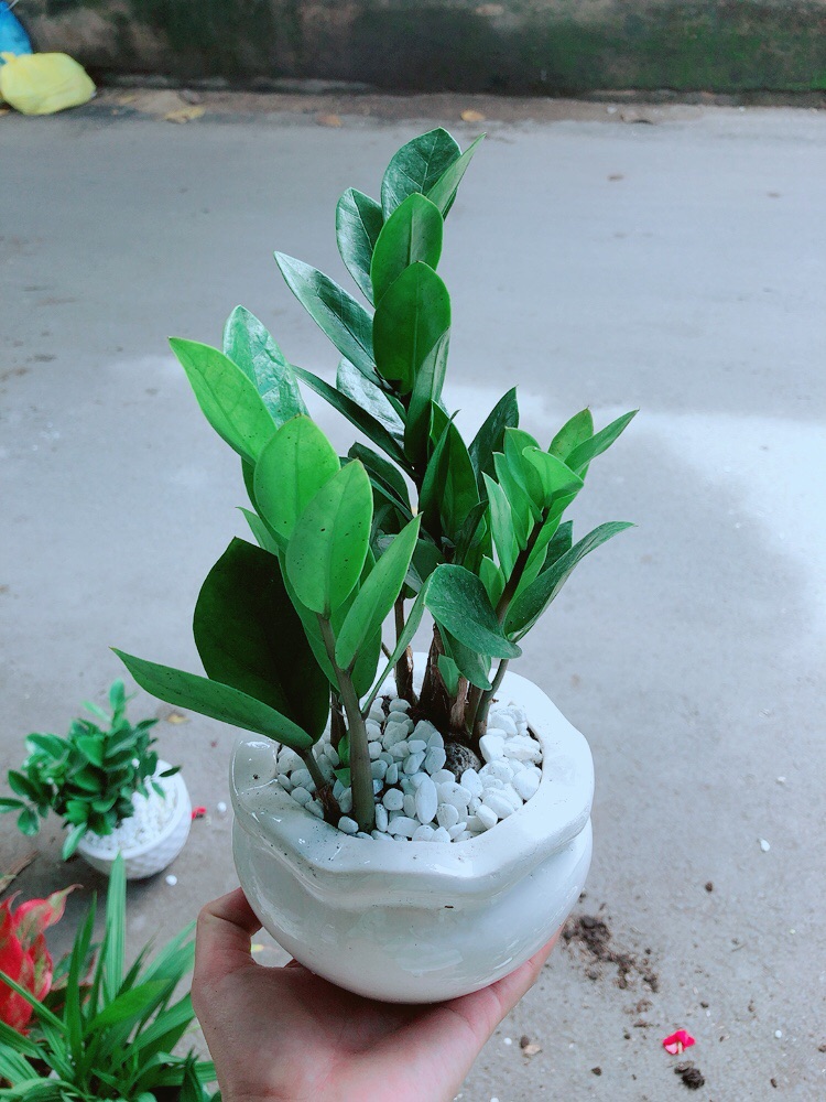[HCM]Chậu Kim Tiền Thái