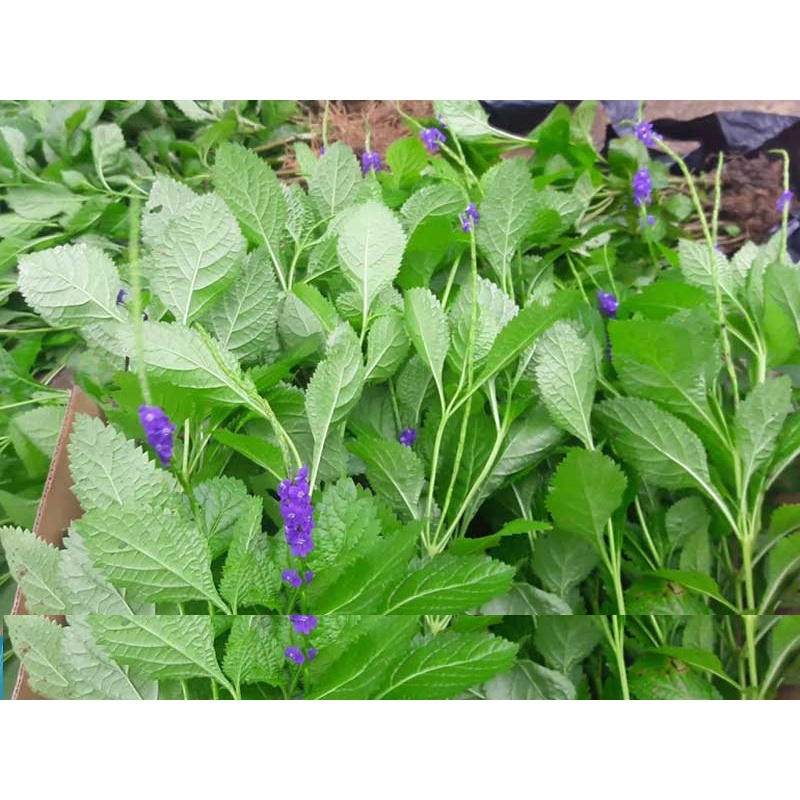 Hạt giống cây đuôi chuột ( mạch lạc )100 hạt