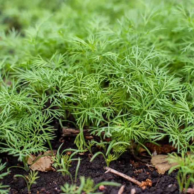 Dill Seeds (Rado 06) 5gr Package