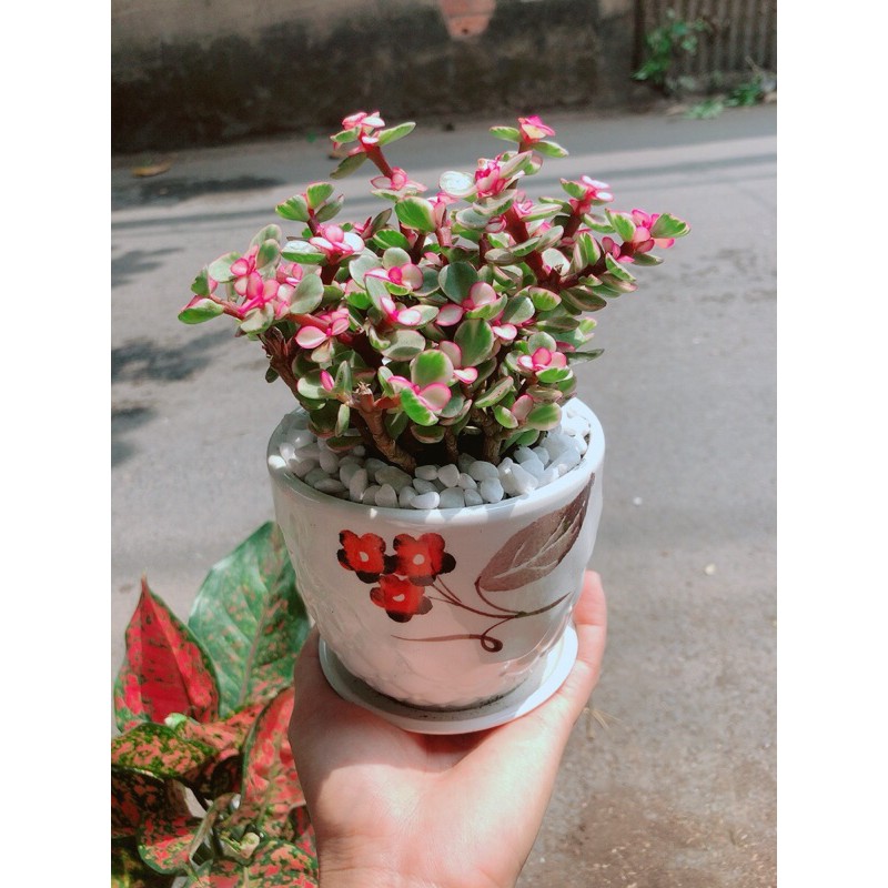 [HCM]Chậu Cây Cành Vàng Lá Ngọc