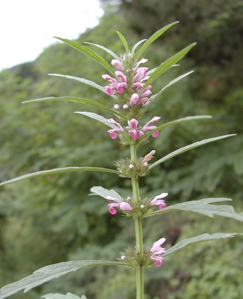 Hạt giống cây Ích mẫu - cây dược liệu - 1 gói 50 hạt