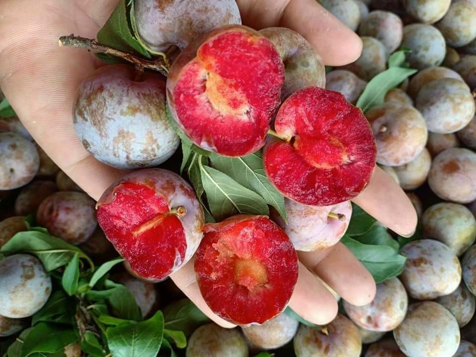 Mận Hậu Mộc Châu 0.9-1.1Kg