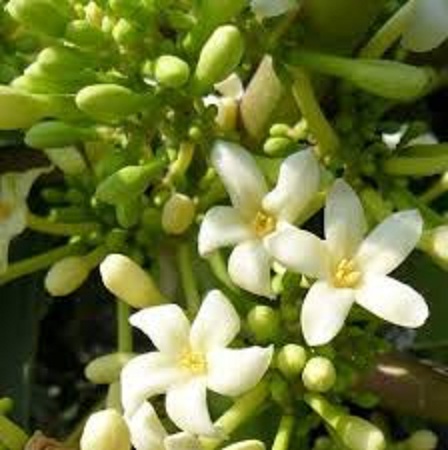 Hạt giống cây đu đủ đực dể trồng -gói 10 hạt(tặng kèm phân bón )