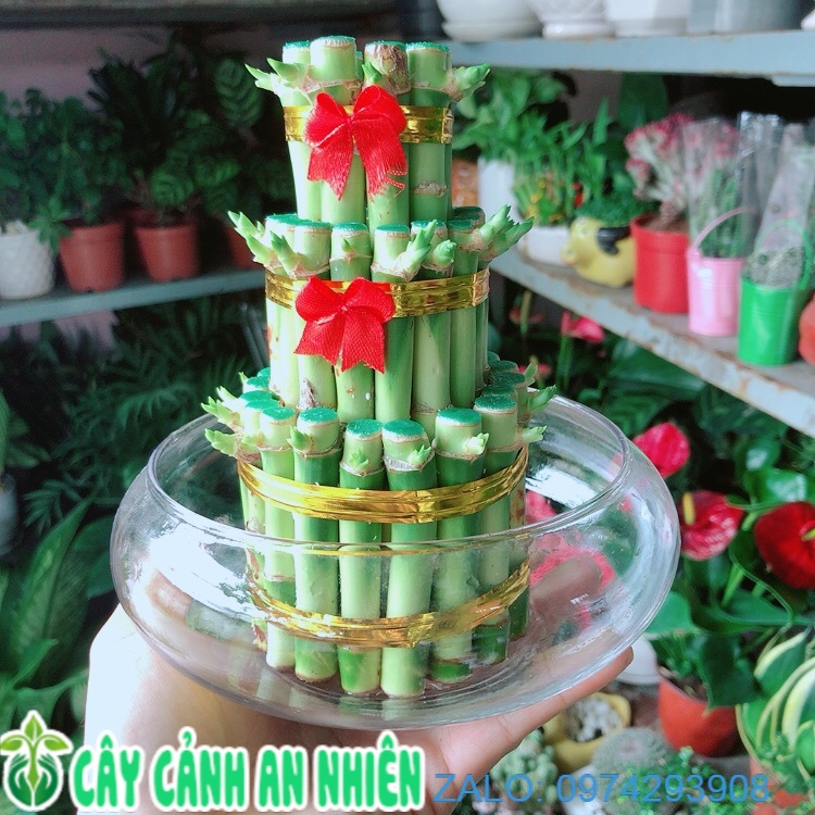 Chậu trúc phát tài 3 tầng trồng thuỷ sinh