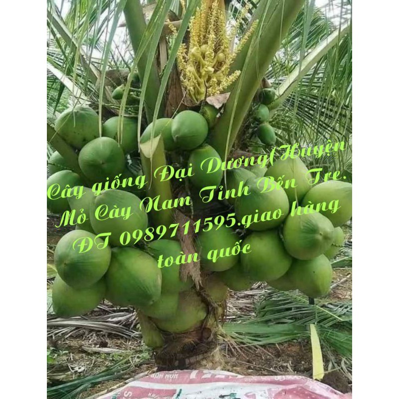 Dừa dâu (dừa chùm)