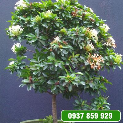 hoa mẫu đơn trắng, đơn ta, hoa rất thơm, gửi đi nguyên bầu cây lớn đang nụ hoặc sắp nụ