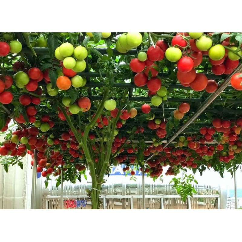 Hạt Giống Cà Chua Bạch Tuộc Nk Nga