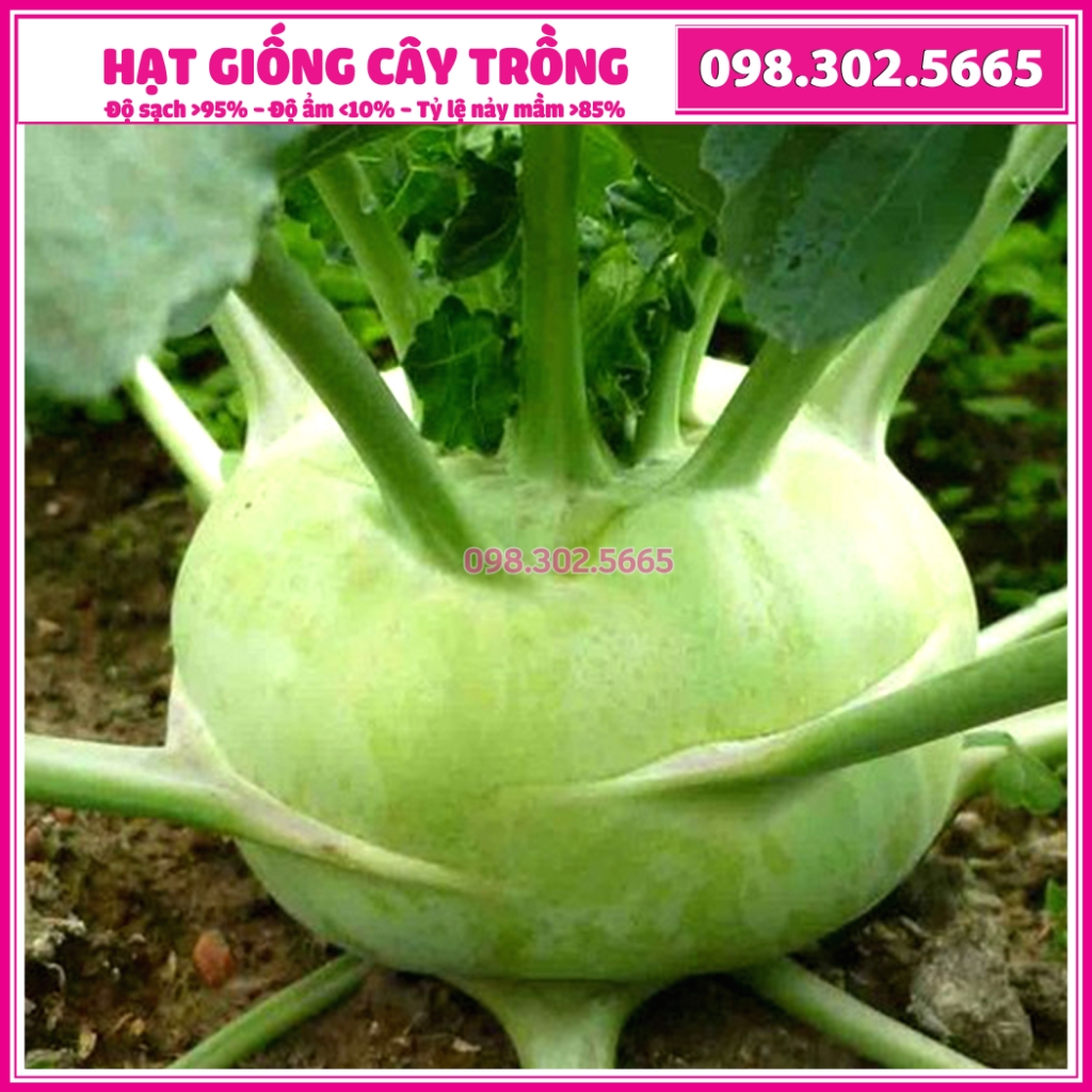 Hạt giống củ xu hào OP cao sản, ưa mát, kháng sâu bệnh, dễ trồng dễ chăm sóc - Gói 5g