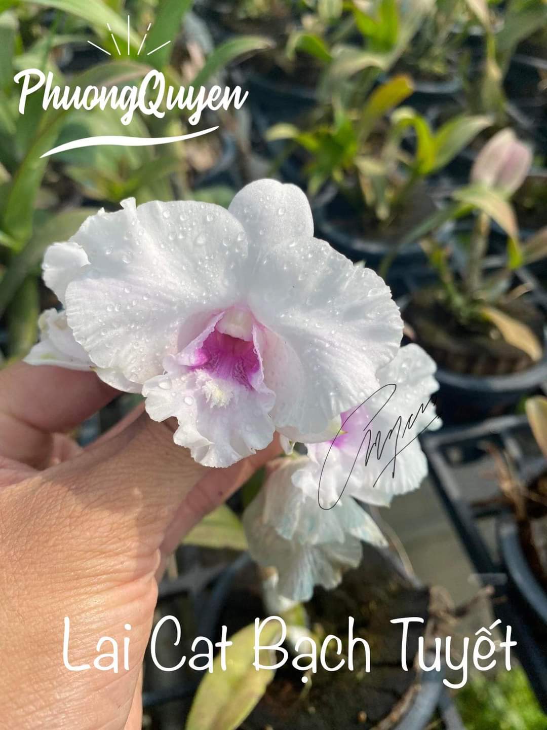Hoa lan den lai cat bạch tuyết