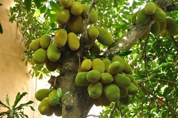 cây mít tố nữ giống