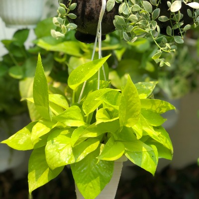 Cây Trầu Bà Vàng treo ( cây trầu bà neon ) loại cây dễ chăm sóc