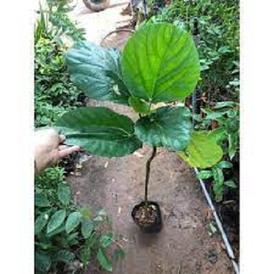 Cây Giống Vả Mật Huế 20-80cm