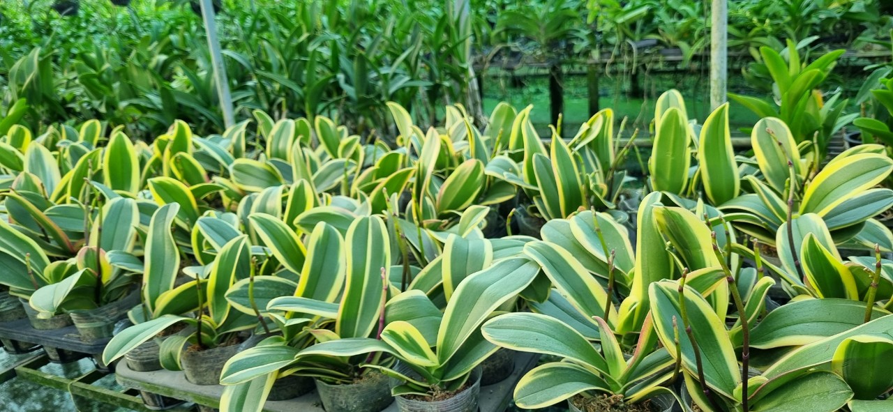 Hoa lan hồ điệp lá biên