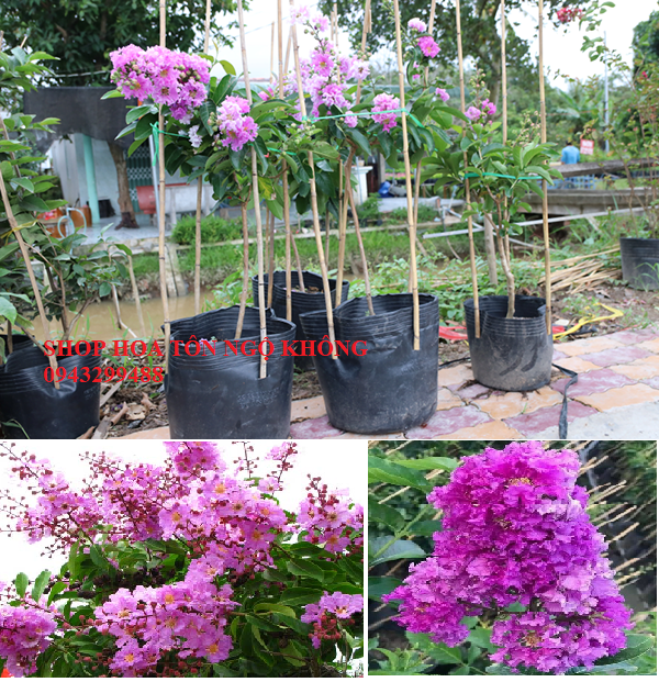 Cây bằng lăng tím thái, cao cao từ 0,5m trở lên, cho hoa sau 6 tháng trồng