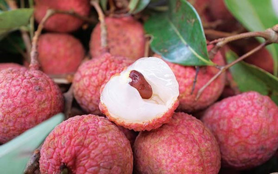 CÂY GIỐNG VẢI THIỀU LỤC NGẠN SIÊU SỚM.