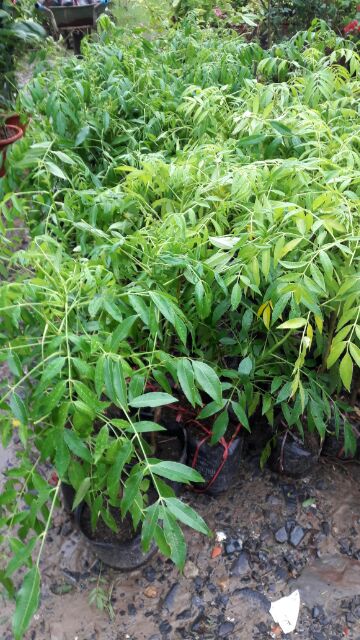 CÂY CÓC BAO TỬ THÁI LÙN ( CÂY TRƯỞNG THÀNH 40-80CM)