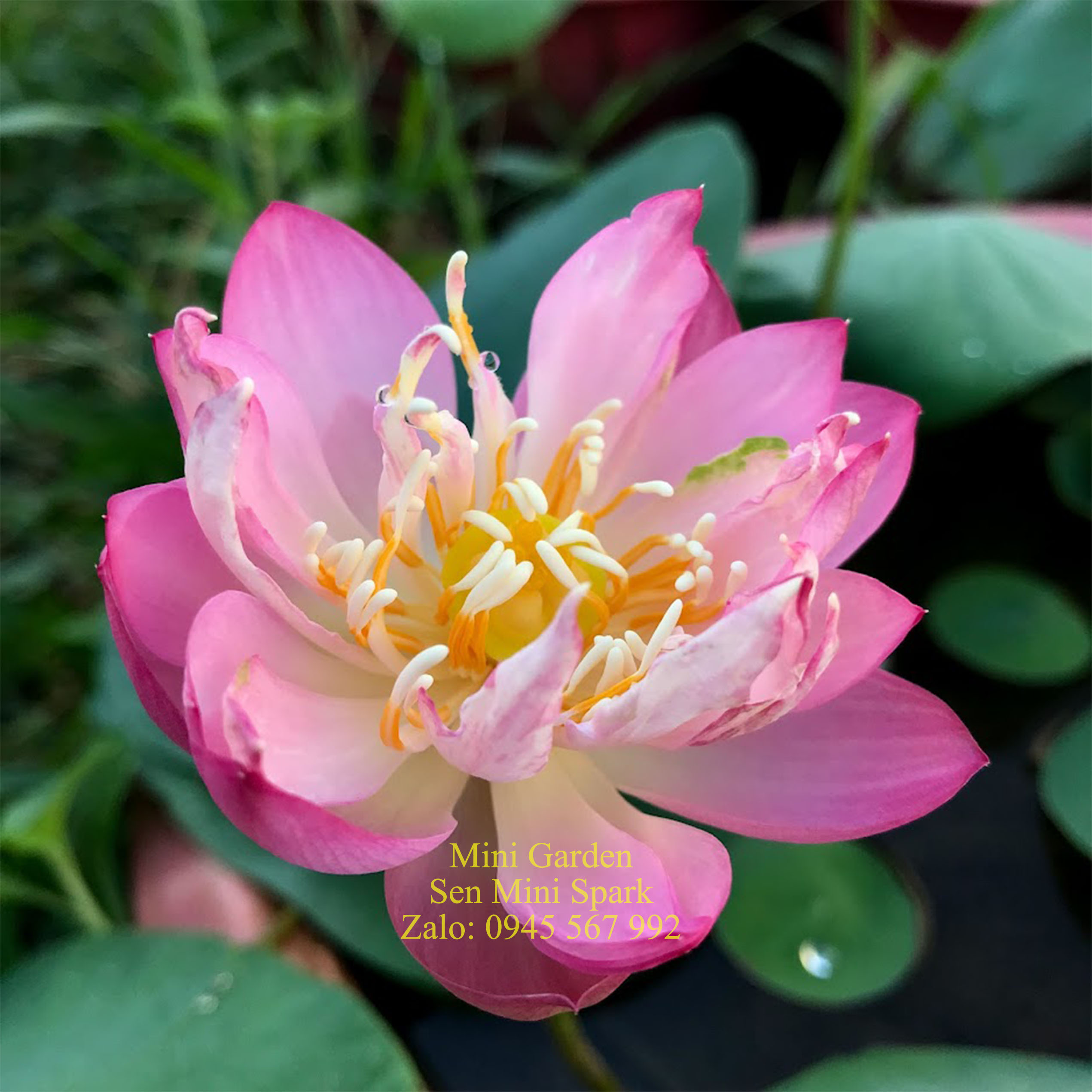 Củ giống sen mini Spark