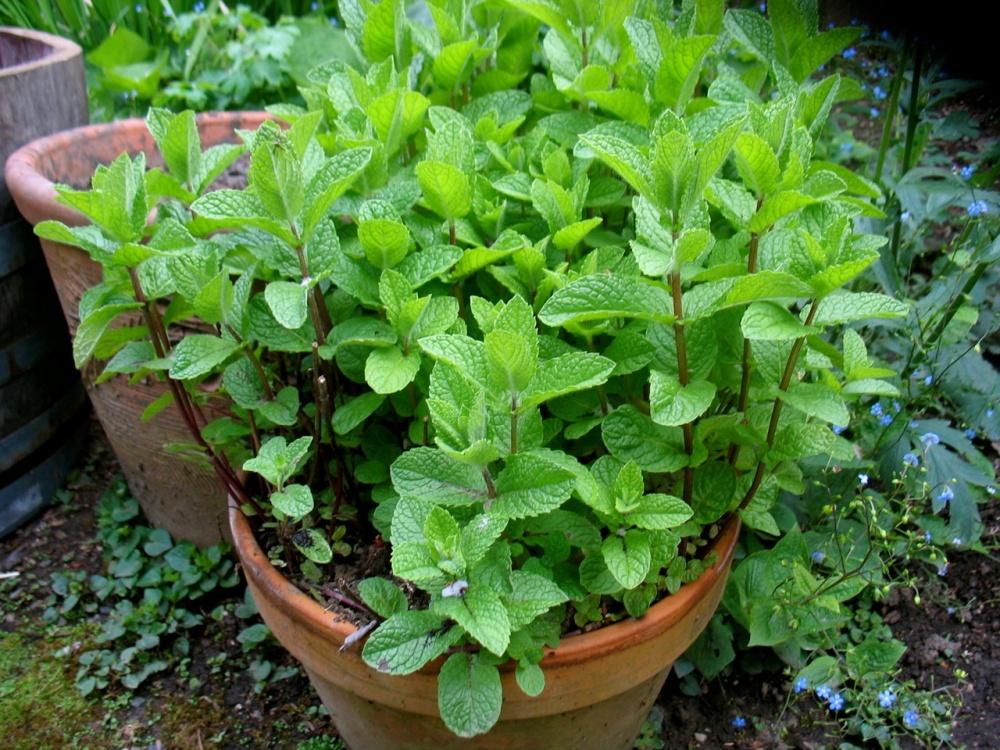 Hạt Giống Rau Húng Lủi (Húng Bạc Hà Ta)
