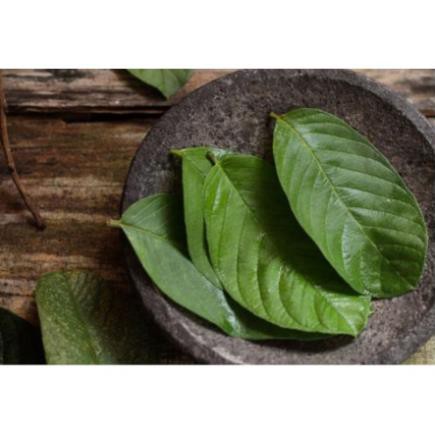 1kg lá ổi khô hàng loại 1