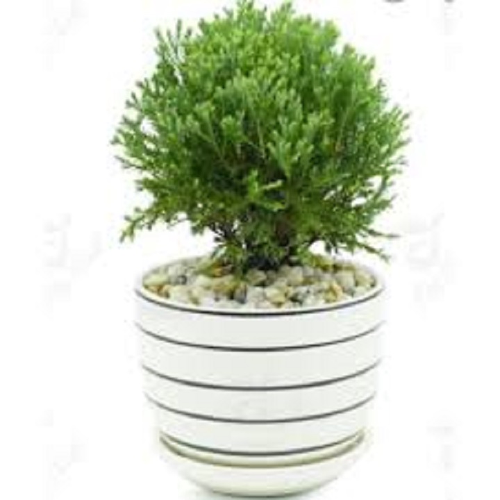 cây tùng bồng lai - cây để bàn
