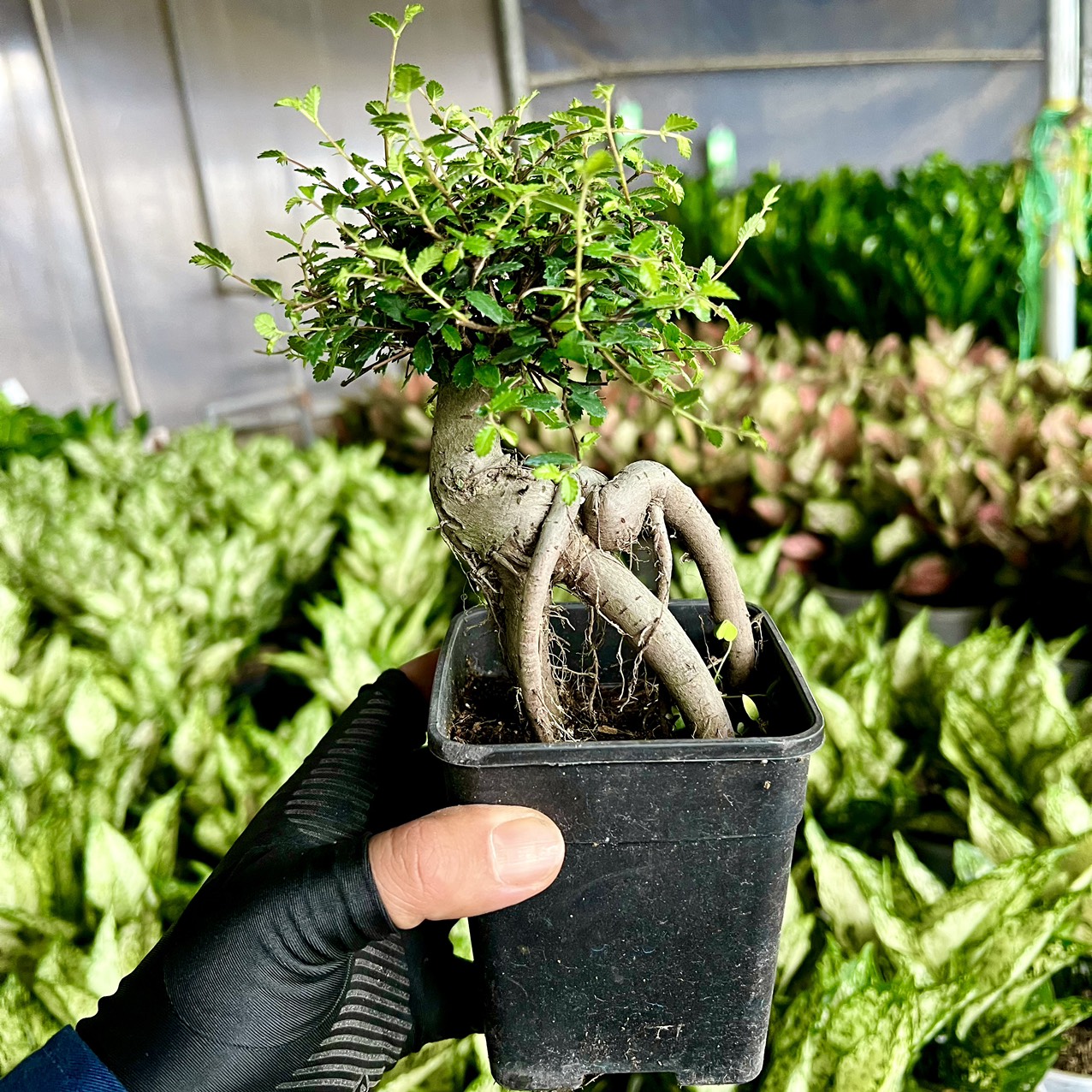 Cây du nhật bonsai mini để bàn