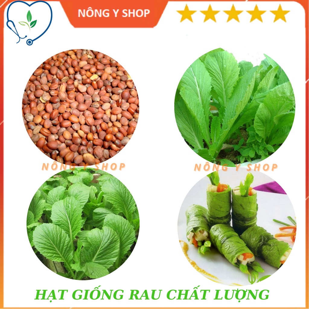 (Túi zip 100 hạt trồng thử) Hạt giống cải ngọt Rạng Đông RADO 54
