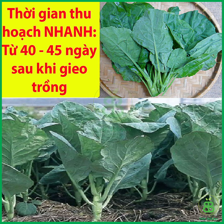 10GR Hạt Giống Cải Rổ Mập (Cải Làn) Siêu Ngọt