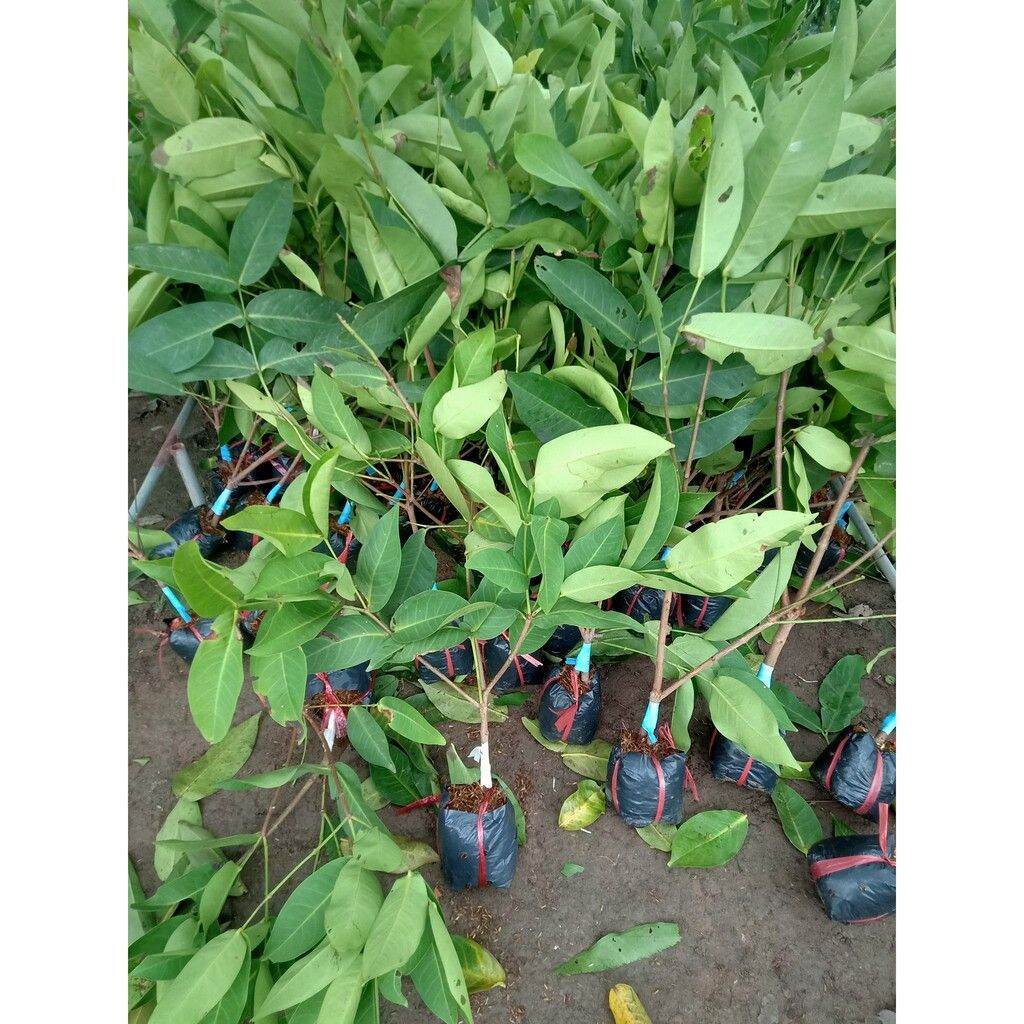 CÂY GIỐNG MẬN SỮA SIÊU NGỌT TRÁI SỚM (có tem chuẩn giống)