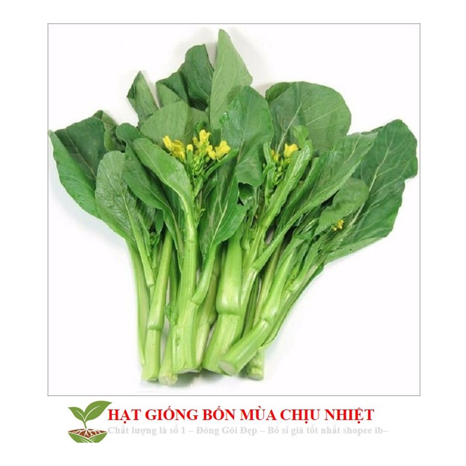 Hạt giống Cải Ngồng MậP 150 Hạt