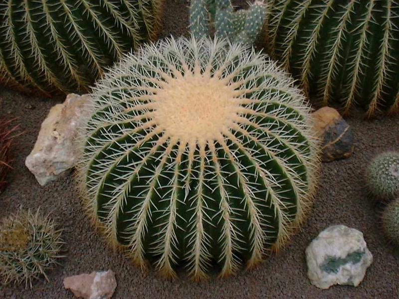 [HCM]Hạt giống xương rồng kim hổ - Tặng gói hạt giống ngẫu nhiên