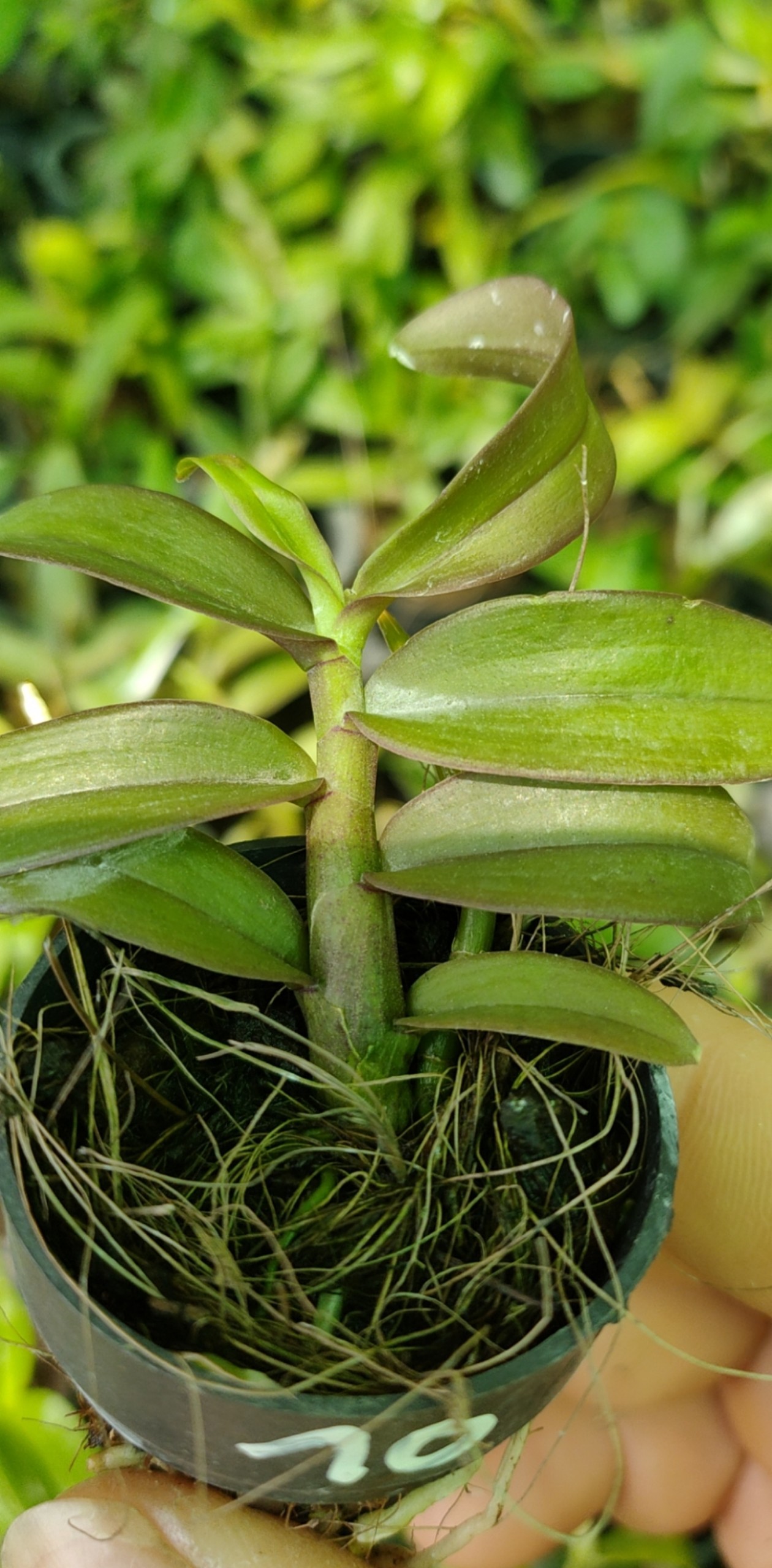 Giả hạc mắt na