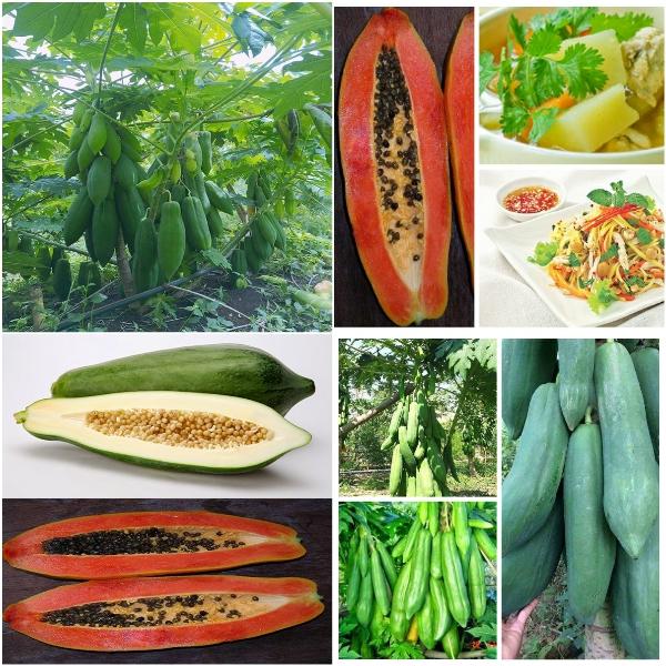 Hạt Giống Đu Đủ Lùn Thái Lan Siêu Ngọt gói 20 hạt