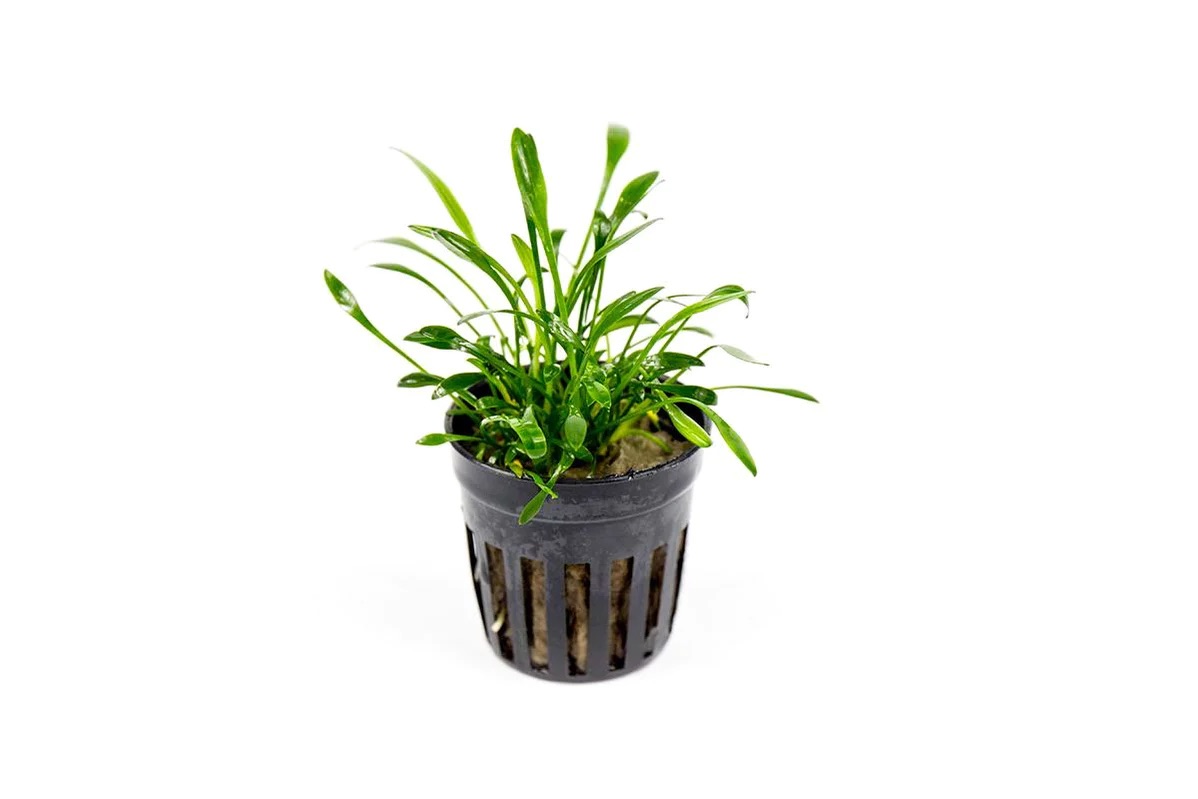 Tiêu thảo Parva - Tiêu thảo mũi tên - Cryptocoryne Parva