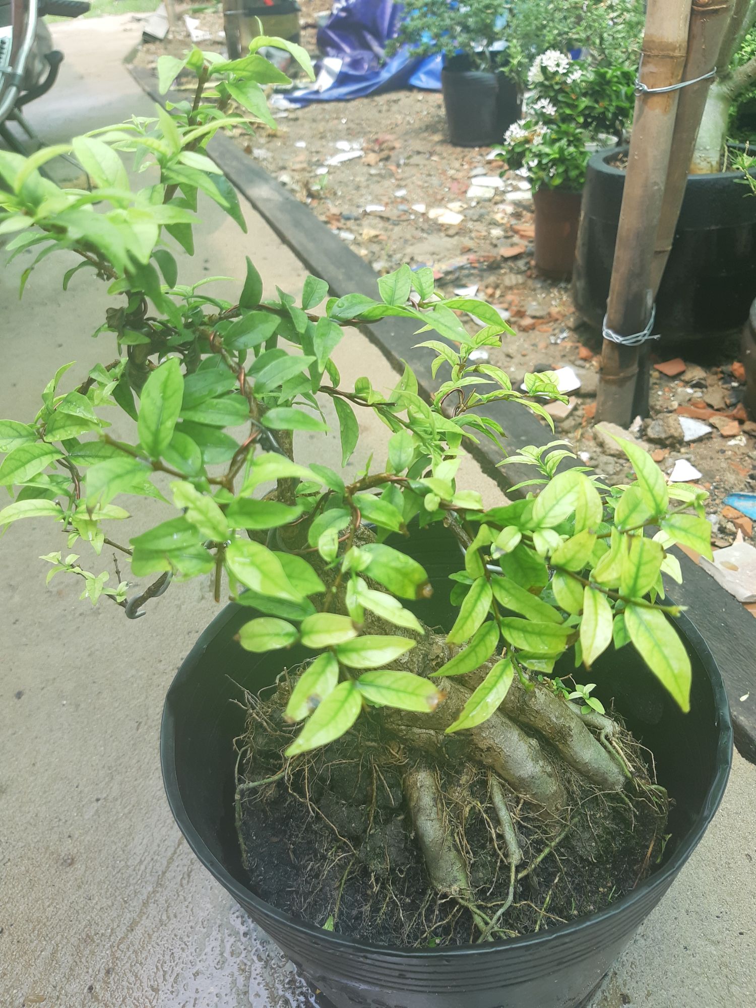 Mai chiếu thủy bonsai gốc gân