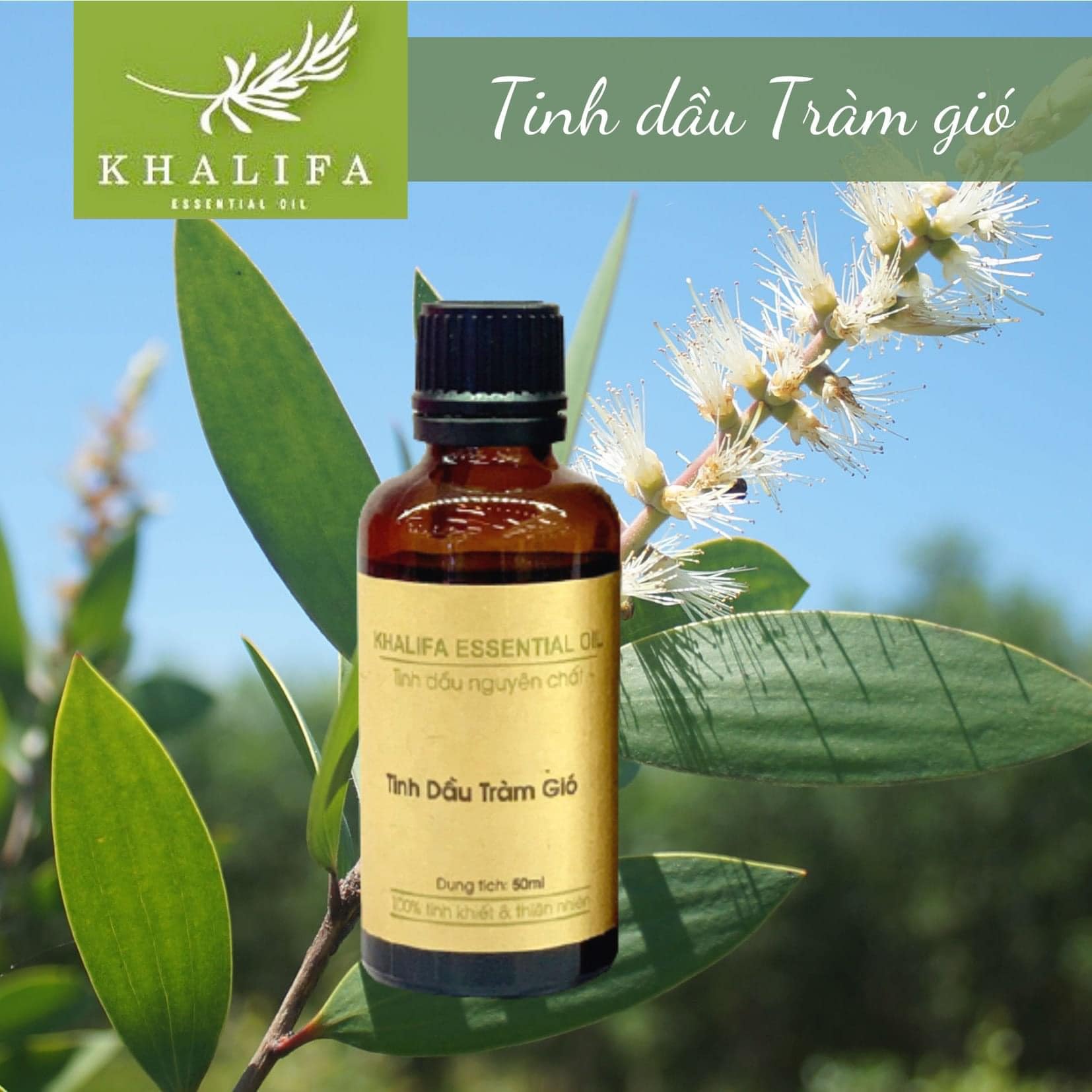TINH DẦU TRÀM GIÓ 50ML