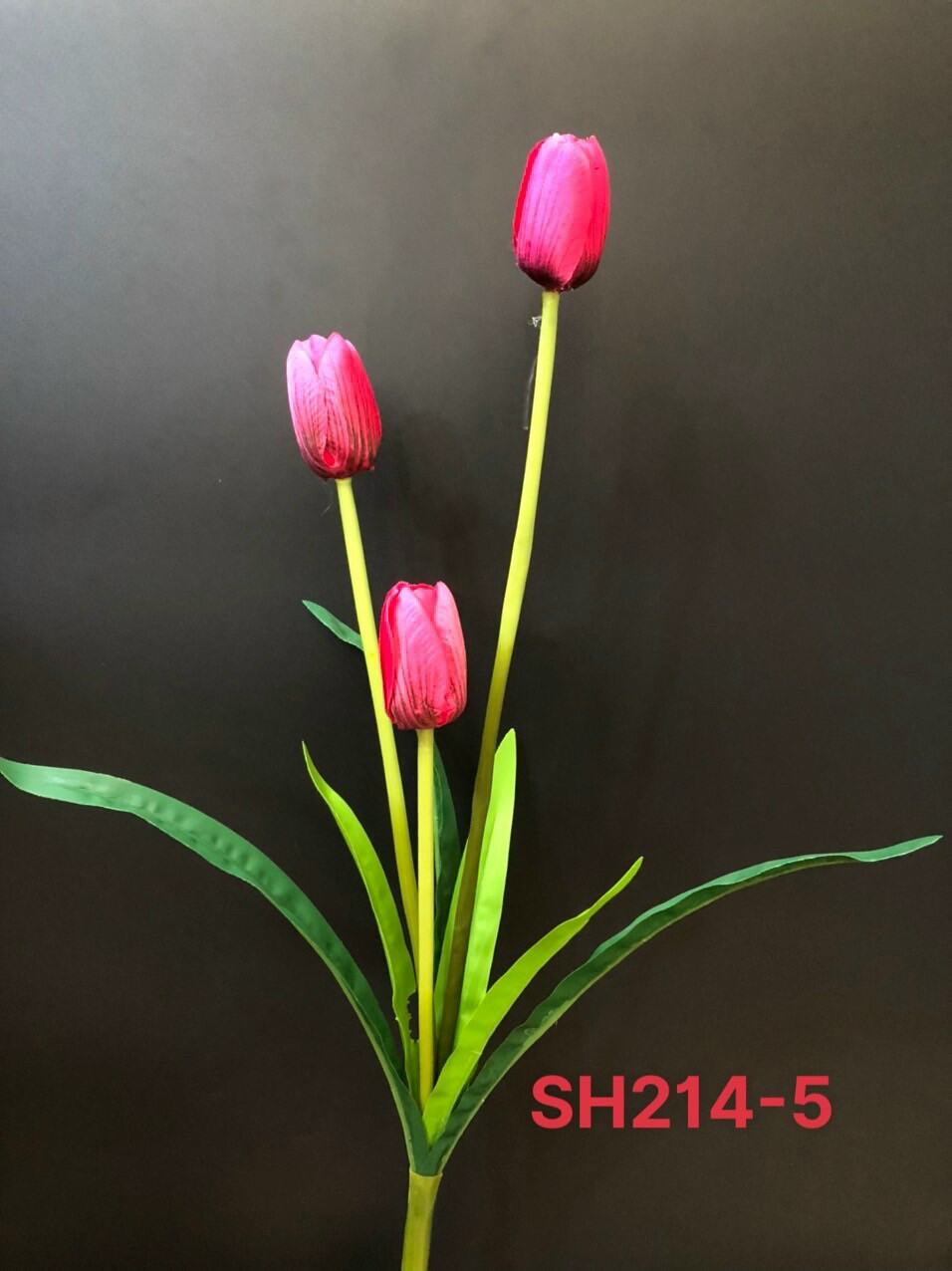 hoa tulip 3 bông