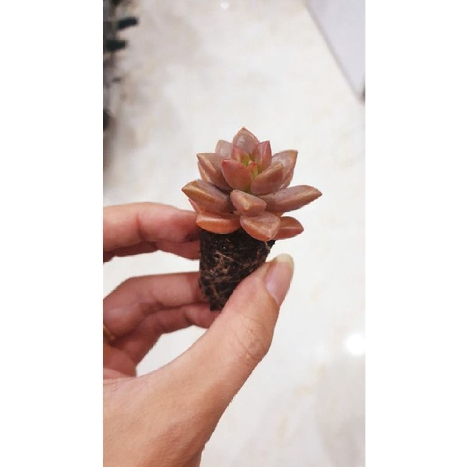 Sen đá Đá đỏ cánh tròn vỉ Siêu Dễ Thương