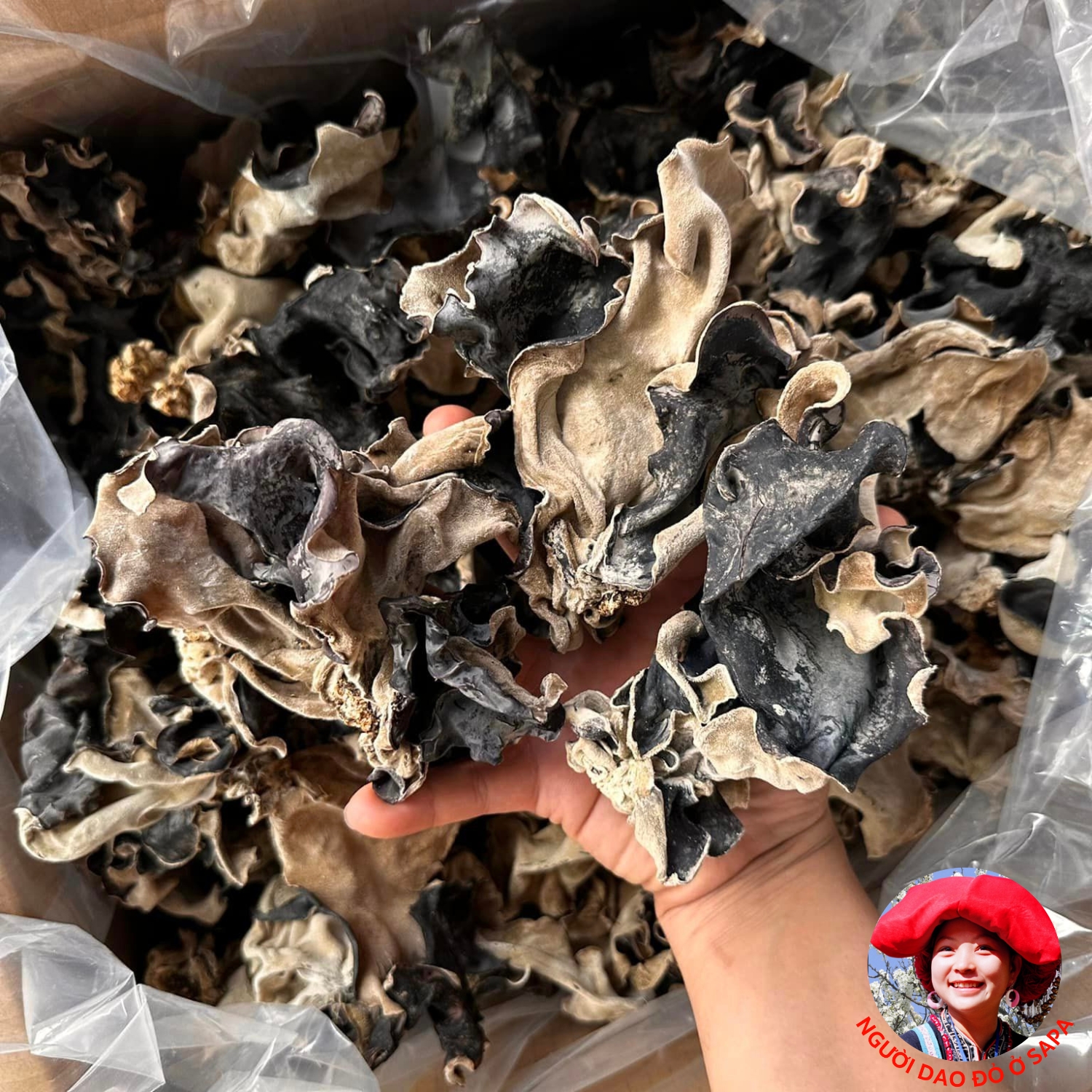 Mộc nhĩ rừng khô cao cấp loại 1 ngon giòn, không tẩm hóa chất, tai nấm to. Đặc sản mộc nhĩ đen, nấm mèo khô Tây Bắc