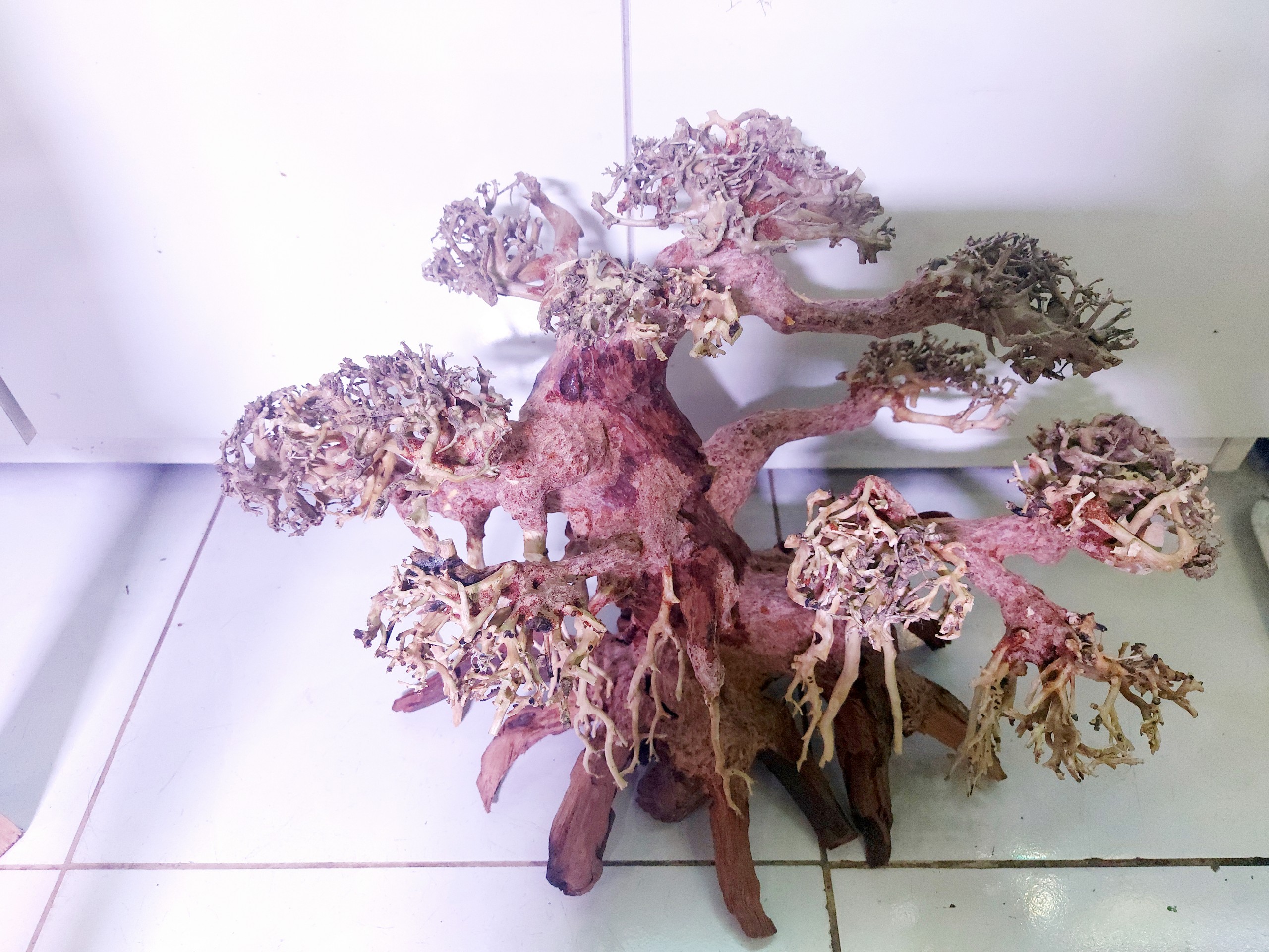 Lũa Bonsai Mini kiểu dáng xoè Trang Trí Bể Cá - Bể Thủy Sinh (C:30cm D: 40cm)
