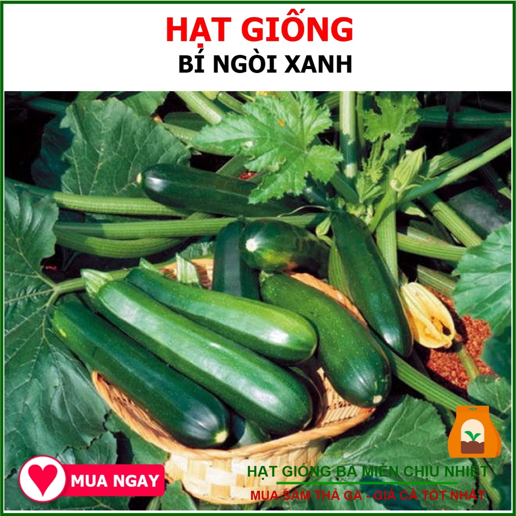 Hạt giống bí ngòi hàn quốc trái xanh f1 2gram