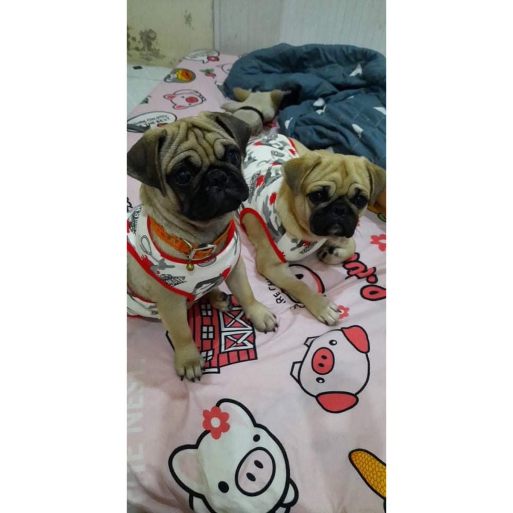 [Mã PET20K giảm 20K đơn 250K] Áo Ba lỗ Thun 4 chiều mát mẻ dành cho chó mèo ( P1)